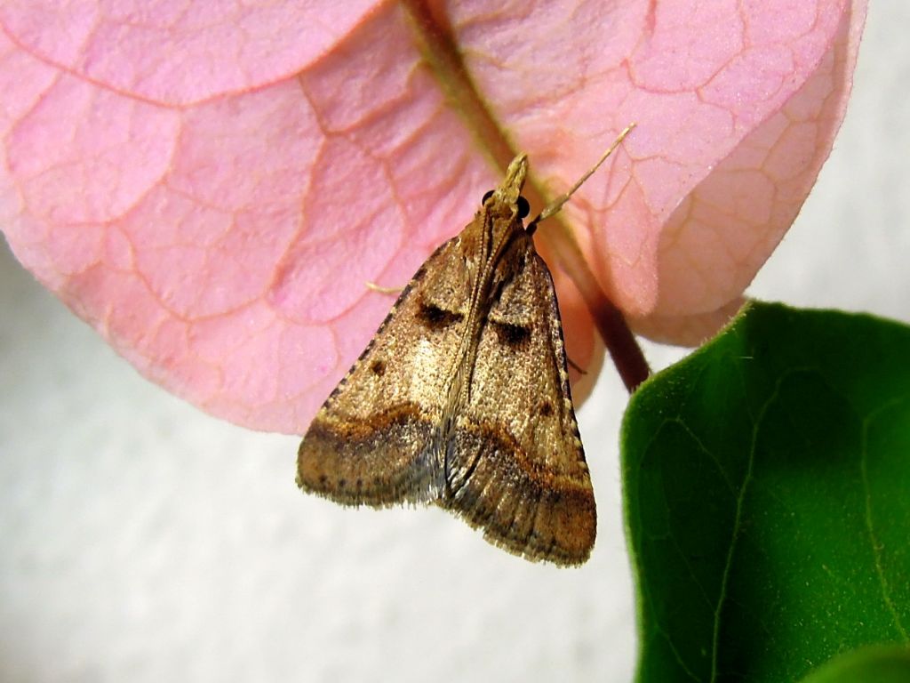 Stemmatophora brunnealis (Pyralidae)